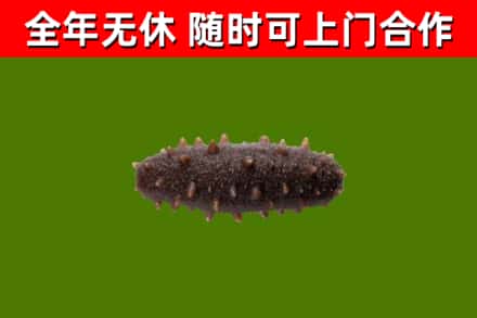 梨树县回收海参干